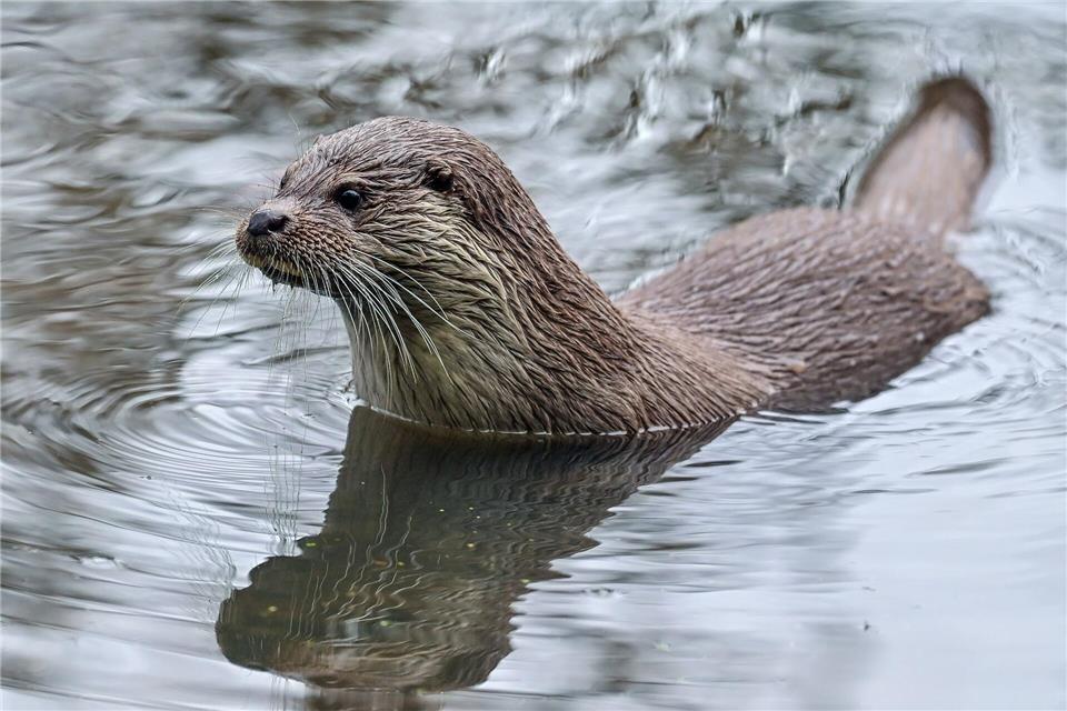 Der Fischotter kehrt nach Rheinland-Pfalz zurück. (Symbolbild)Patrick Pleul/dpa-Zentralbild/dpa