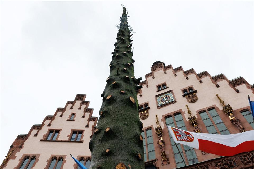 Der Frankfurter Weihnachtsbaum „Frau Holle“ ist Geschichte. Am Freitag wurde der Baum entastet und zerlegt. Lando Hass/dpa
