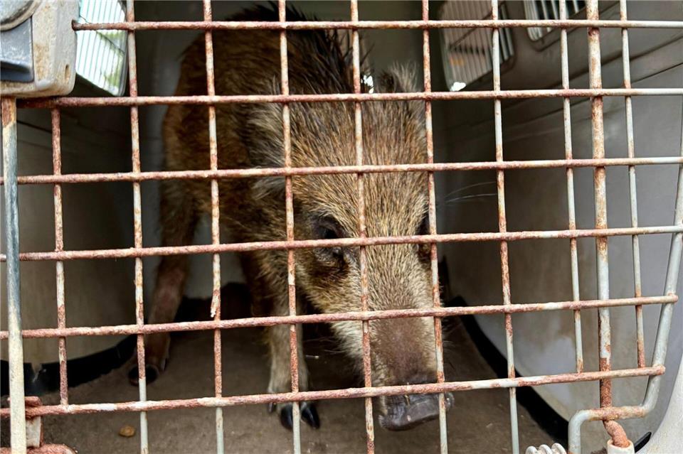 Junges Wildschwein legt Verkehr lahm Der Frischling legte nach Polizeiangaben kurzzeitig den Verkehr lahm.-/Polizeipräsidium Konstanz/dpa