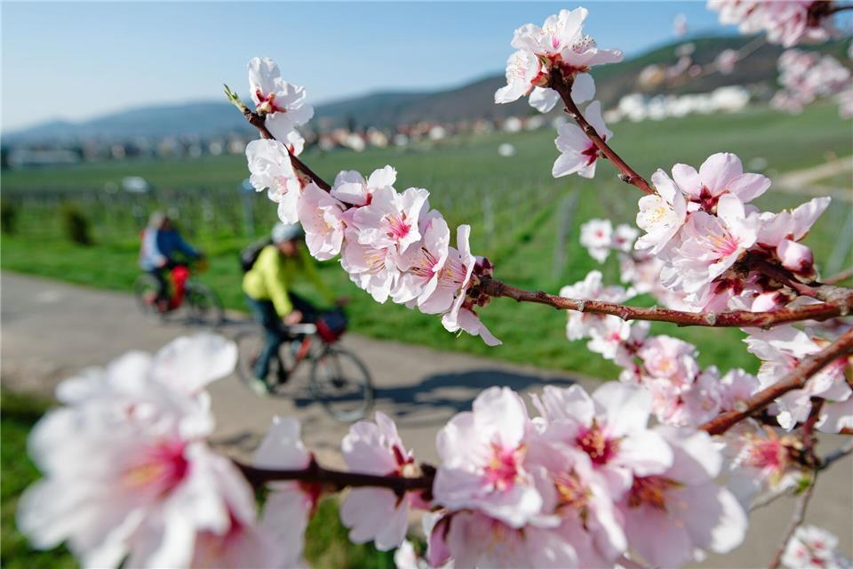 Der Frühling in Rheinland-Pfalz ist farbenfroh. (Symbolbild)Uwe Anspach/dpa