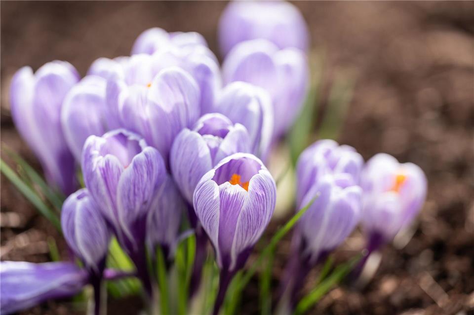 Der Frühling kommt. (Archivbild)Silas Stein/dpa