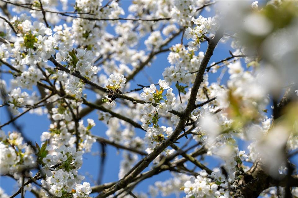 Der Frühling setzt sich langsam auch in Bayern durch (Archivbild). Pia Bayer/dpa