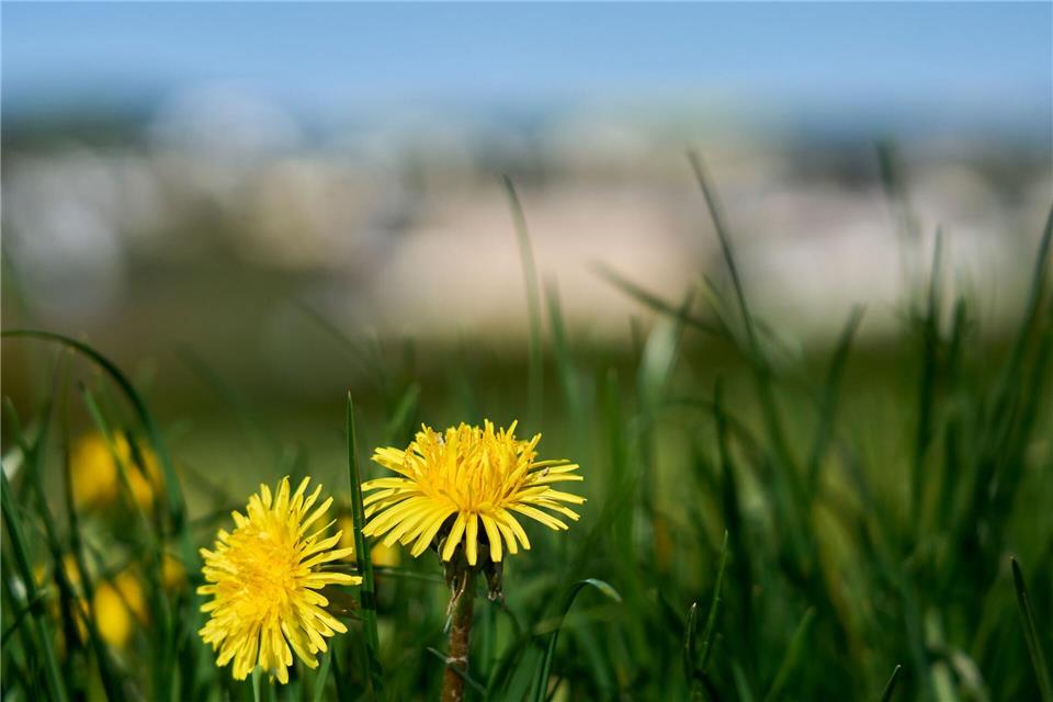 Der Frühling zeigt sich in Hessen von seiner besten Seite. (Symbolbild)Sascha Ditscher/dpa