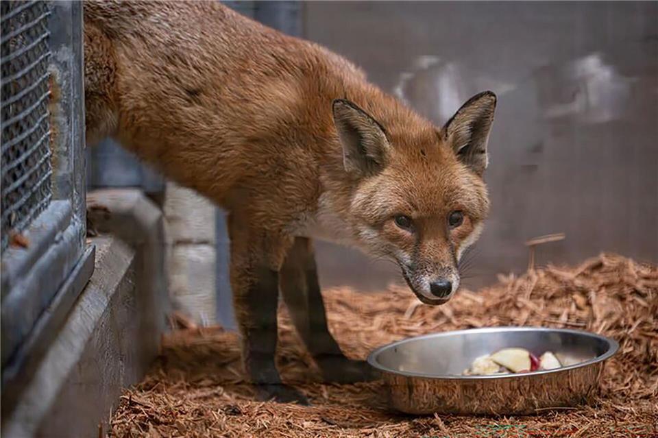Der Fuchs lebt nun erstmal im Bronx Zoo. Uncredited/Bronx Zoo via AP/dpa