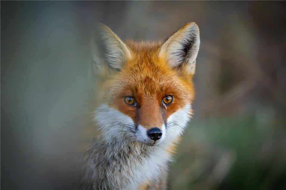Der Fuchs war vielen Menschen aufgefallen. (Symbolbild)Patrick Pleul/dpa