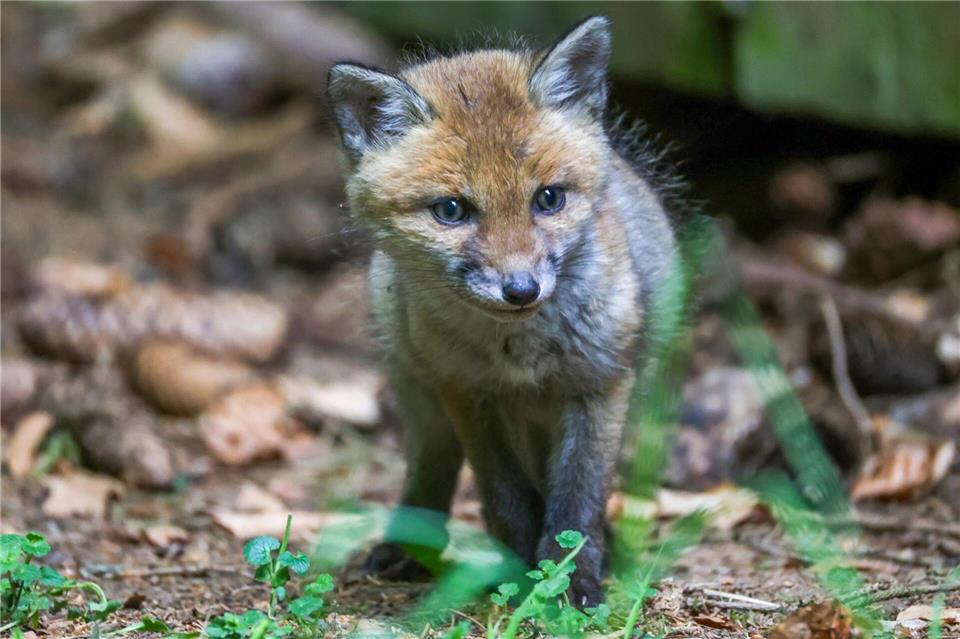 Der Fuchs wurde einer Tierschutzorganisation übergeben. (Symbolbild)Thomas Warnack/dpa