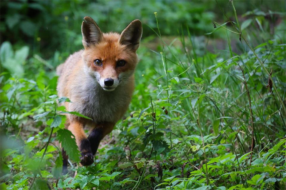 Der Fuchsbandwurm nutzt Füchse als Wirt. (Symbolbild)Christian Charisius/dpa