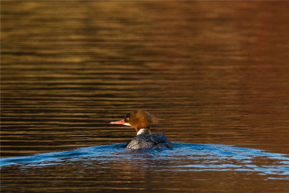 Der Gänsesäger brütet wieder in Rheinland-Pfalz. (Archivbild)Julian Stratenschulte/dpa