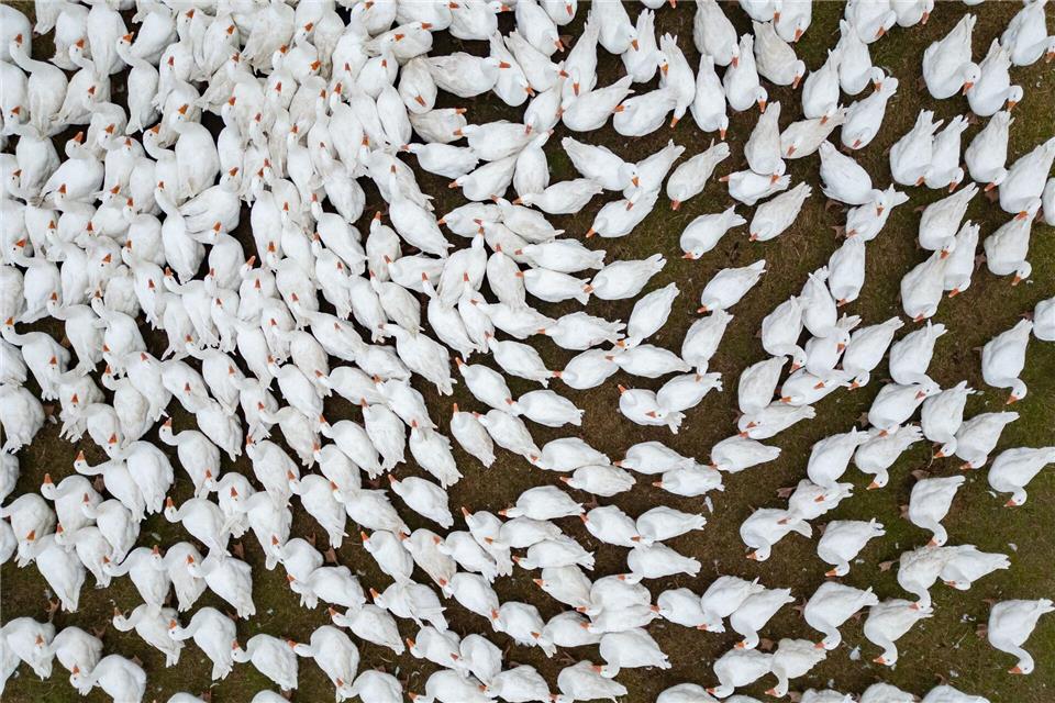 Gänsezüchter Eskildsen: Nur Impfung hilft gegen Vogelgrippe  Der Gänsezüchter Eskildsen plädiert für eine Impfung gegen die Vogelgrippe. (Archivbild)Robert Michael/dpa