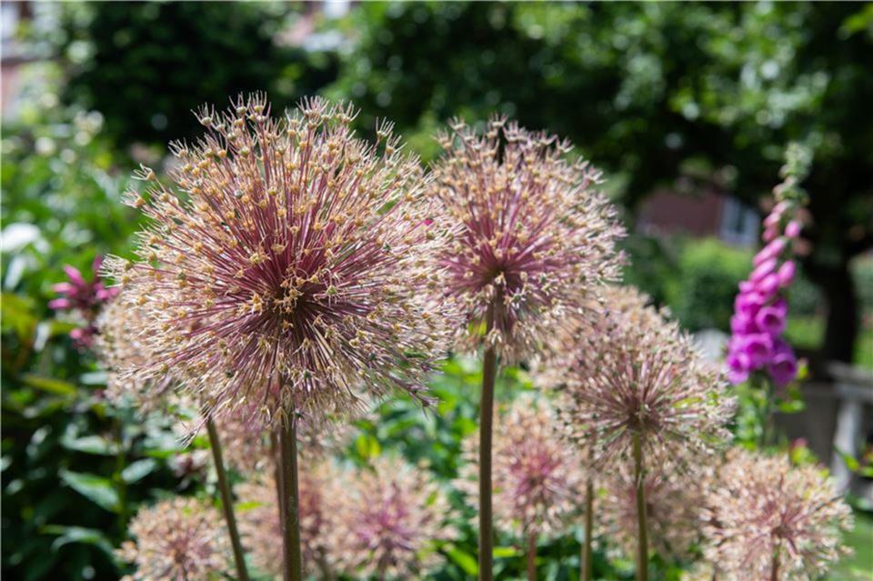 Der Gartentag am Sonntag dreht sich auch um das Thema „wertvolles Wasser“.