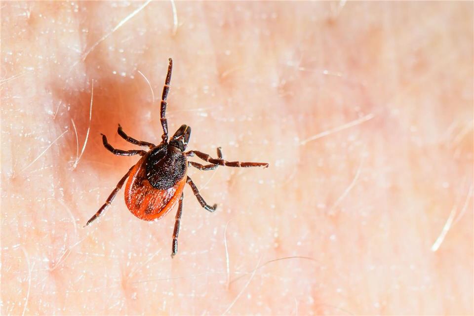 Der Gemeine Holzbock ist die häufigste Zeckenart in Deutschland und auch die, die hauptsächlich FSME und Borreliose auf den Menschen übertragt. (Archivbild)Patrick Pleul/dpa
