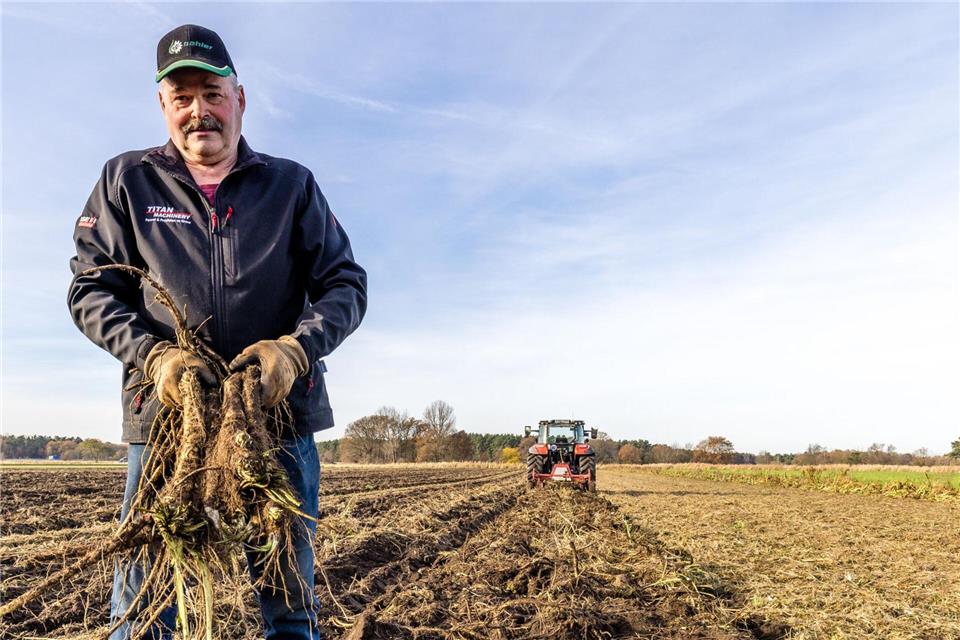 Der Gemüsebauer Dirk Richter erntet Meerrettich.Frank Hammerschmidt/dpa