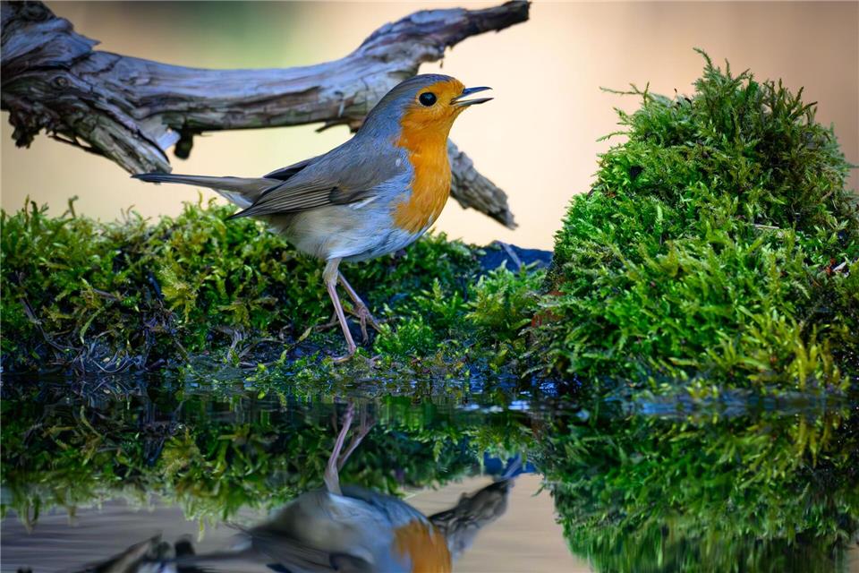 Der Gesang des Rotkehlchens ist eine Abfolge hoher Töne, die laut Nabu in einer perlenden Strophe enden. (Symbolbild)Patrick Pleul/dpa