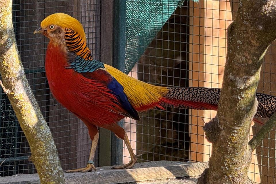 Der Goldfasan ist voller Frühlingslust und versucht, sein Weibchen zu beeindrucken.Michael Bauer/DPA