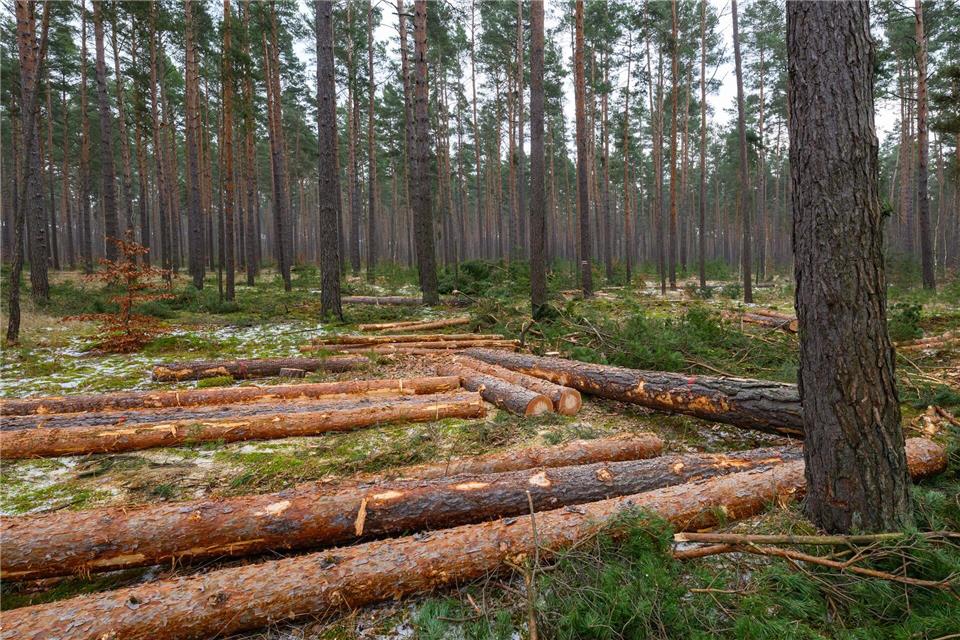 Der Großteil des eingeschlagenen Holzes findet Verwendung in der Säge- und Furnierindustrie, etwa als Paletten- oder Parkettholz. (Archivbild)Patrick Pleul/dpa