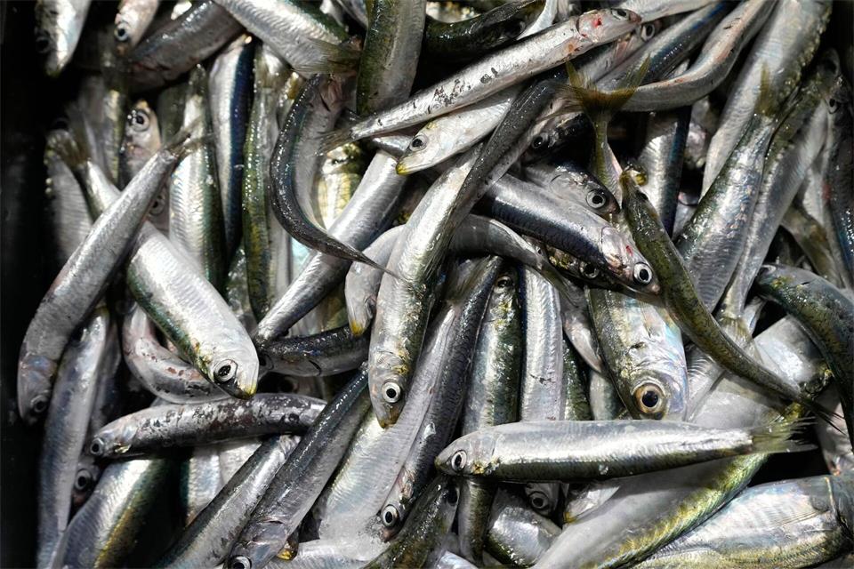 Der Großteil des europäischen Bedarfs an Sardinen wird mit Importen aus Marokko gedeckt. (Symbolbild)Darko Bandic/AP/dpa