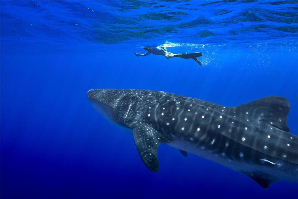 Der Handel mit Walhaien könnte komplett verboten werden. (Archivbild) Flora Tomlinson-Pilley/AP/dpa