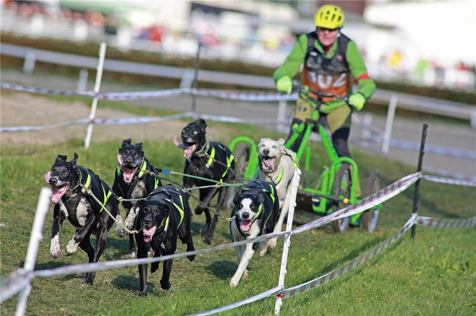 Schlittenhunderennen Harzer Luchstrail gestartet Der Harzer Luchstrail ist gleichzeitig der erste Wertungslauf für die Norddeutschen Meisterschaften.Matthias Bein/dpa