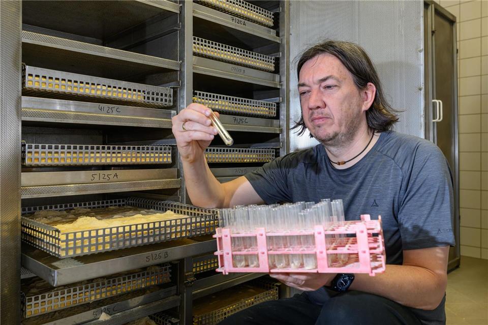 Der Hausbock fühlt sich besonders bei Wärme wohl und befällt oft Dachstühle, erklärt Thomas Kolling von Materialprüfanstalt Brandenburg GmbH (MPA). Patrick Pleul/dpa