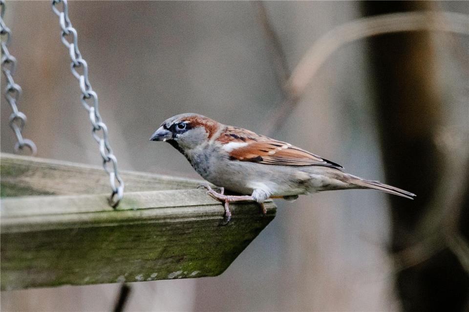 Der Haussperling wurde im vergangenen Jahr bei der „Stunde der Wintervögel“ in Sachsen am häufigsten beobachtet. (Archivbild)Markus Scholz/dpa