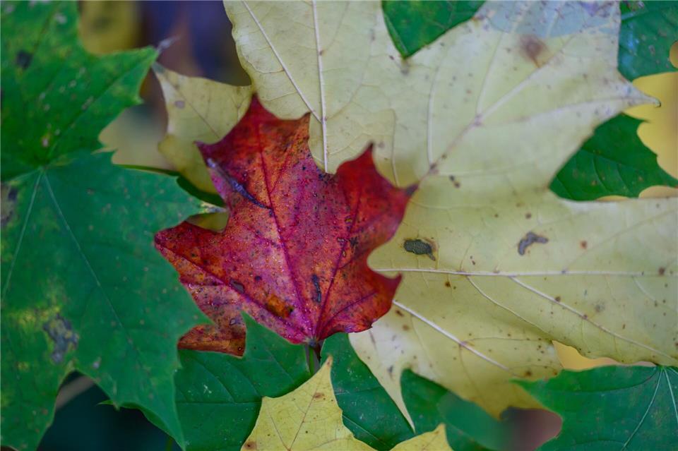 Der Herbst färbt die Blätter bunt und bietet im Schlosspark Wechselburg ein besonderes Naturschauspiel.Hendrik Schmidt/dpa