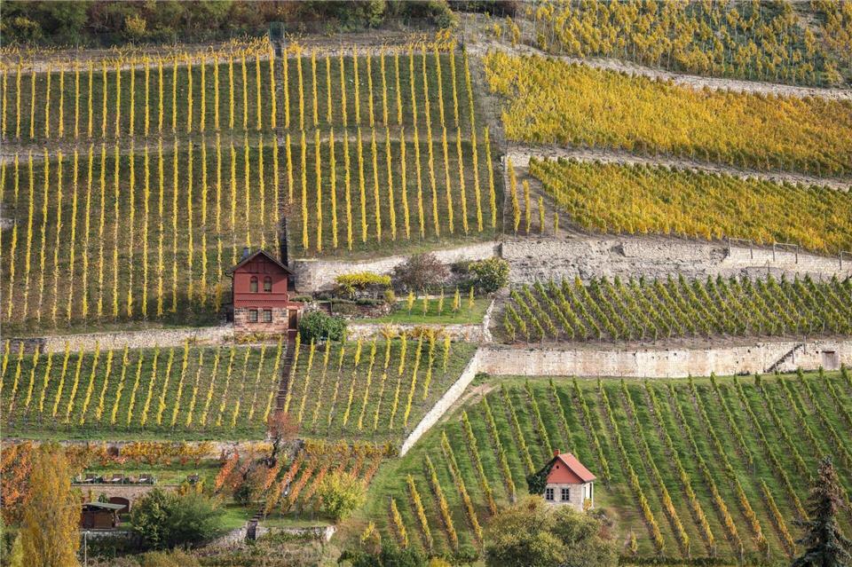 Der Herbst in Sachsen-Anhalt war eher mild. (Symbolbild)Jan Woitas/dpa
