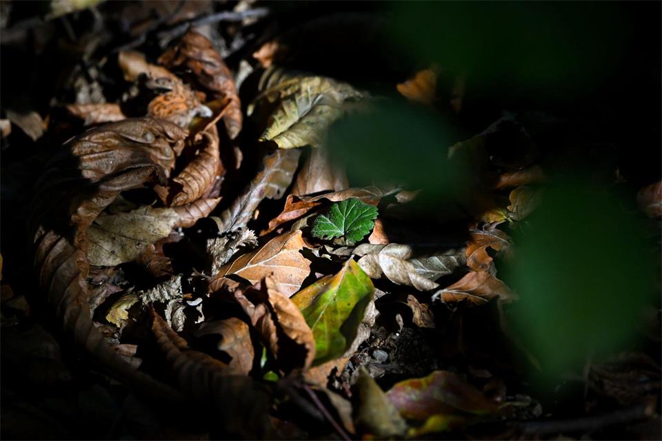 Der Herbst kündigt sich an: Laub liegt auf einem Waldboden.A4366 Sven Hoppe/dpa
