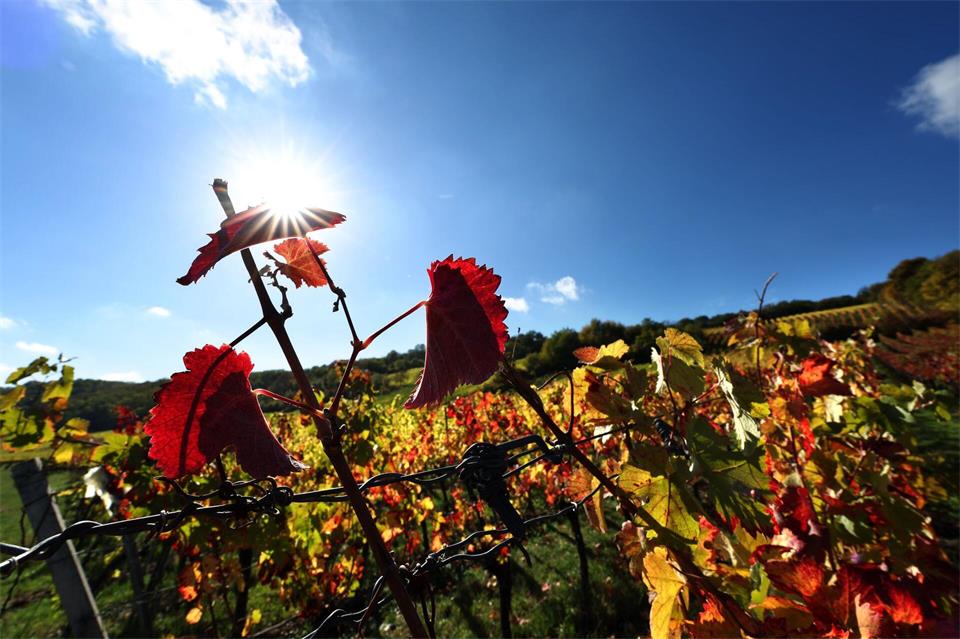 Der Herbst zeigt sich in Bayern vielerorts von seiner freundlichen Seite.Karl-Josef Hildenbrand/dpa
