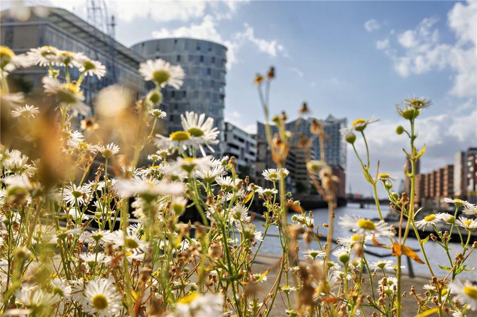 Der Herbst zeigt sich zum Wochenstart in Norddeutschland von seiner schönen Seite. (Archivbild)Ulrich Perrey/dpa
