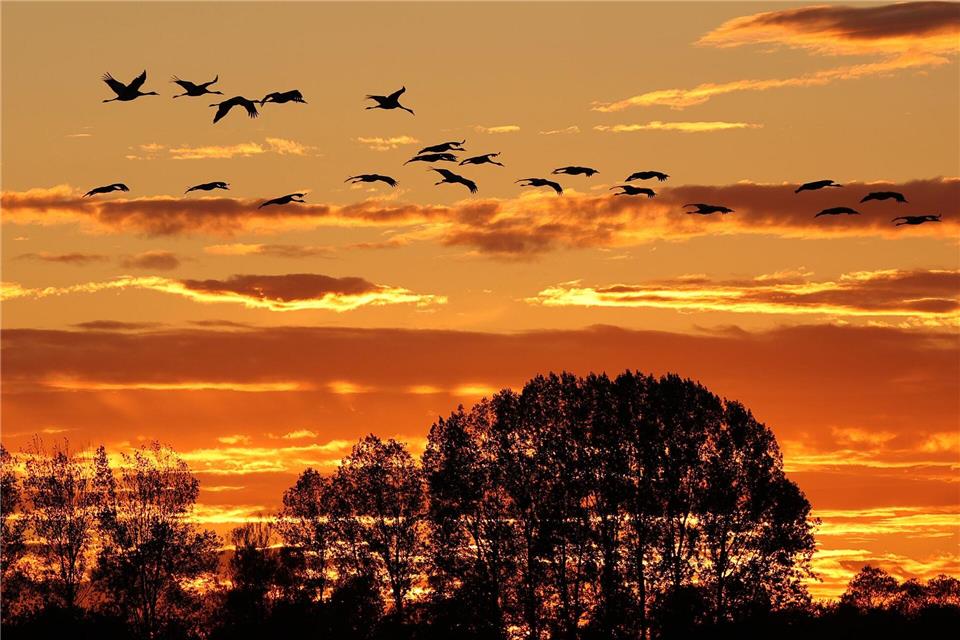 Kranich-Hotspot Linum in der Krise - Tourismus leidet  Der Herbstzug der Kraniche ist normalerweise ein Naturschauspiel im Linumer Teichland - jetzt erlebt der kleine Ort im Nordwesten Brandenburgs wegen der Vogelgrippe einen herben Rückschlag.  (Archivbild)Bodo Marks/dpa