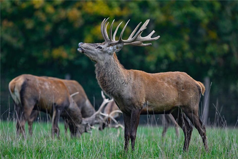 Der Hirsch buhlt um die Gunst der Weibchen. (Archivbild)Patrick Pleul/dpa