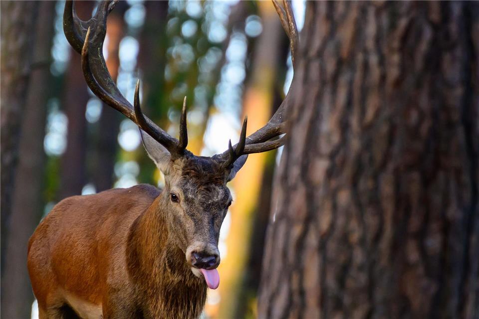 Hirsche am Limit - Brunftzeit im Wildpark gestartet Der Hirsch buhlt um die Gunst der Weibchen.Patrick Pleul/dpa
