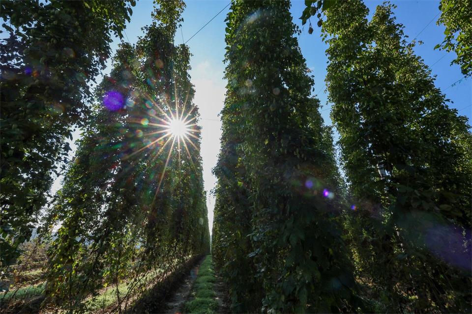 Der Hopfen hat unter Hitze, Trockenheit und Frösten im Frühjahr gelitten. (Archivbild)Jan Woitas/dpa