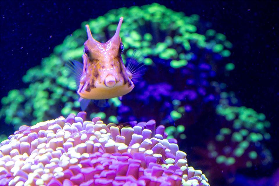 Der Horn-Kofferfisch ist schon eingezogen.Jens Büttner/dpa