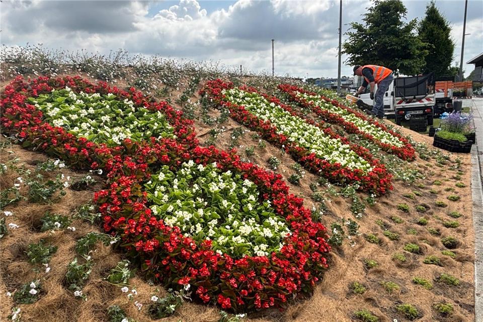 Am Bahnhof Borken blüht jetzt eine 800 zum Stadtjubiläum Der Hügel mit den gepflanzten Blumen ist zwischen Bahnhofstraße und Bahnhalt angelegt worden.