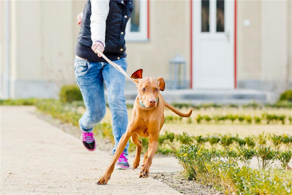 Der Hund bestimmt, wo es langgeht? Mit ein paar einfachen Tricks lässt sich der Spieß umdrehen.picture alliance/dpa/dpa-tmn