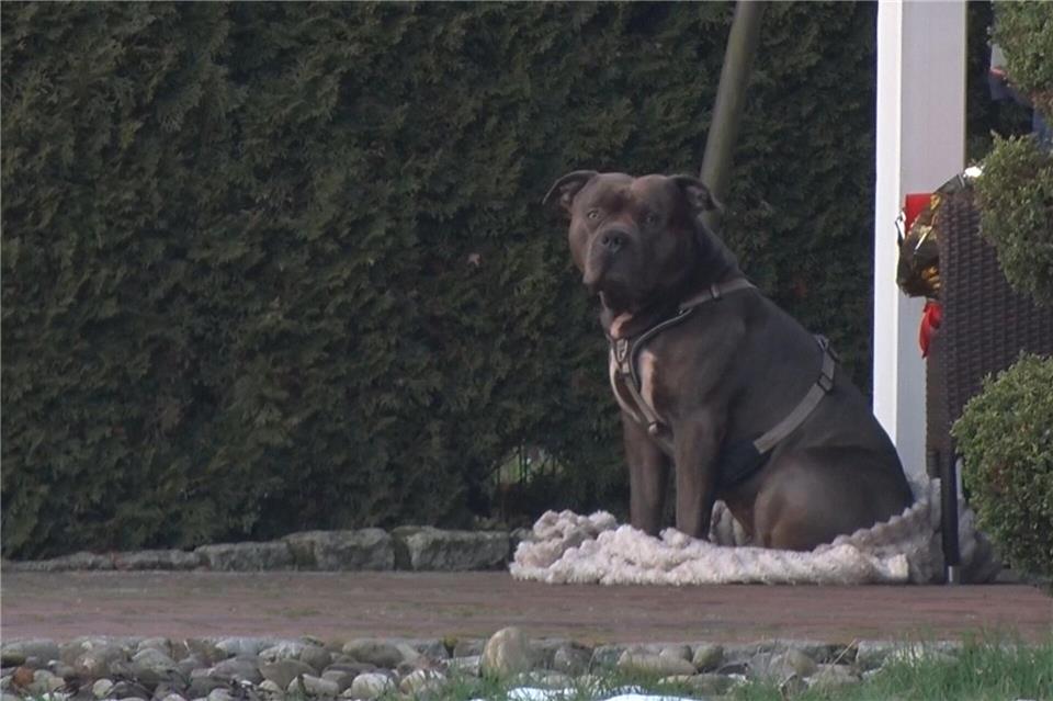 Der Hund hatte neben dem Herrchen ausgeharrt. (Handoutbild)Ulf Zurlutter/Nord-West-Media/dpa