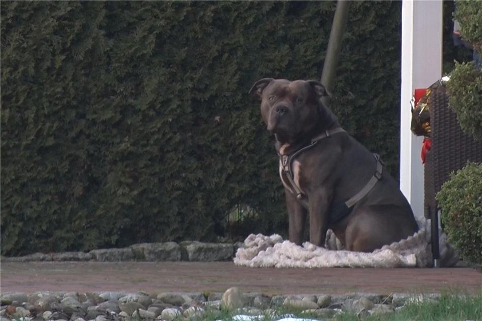 Der Hund ist nun in einem Tierheim untergebracht. (Archivbild)Ulf Zurlutter/Nord-West-Media/dpa