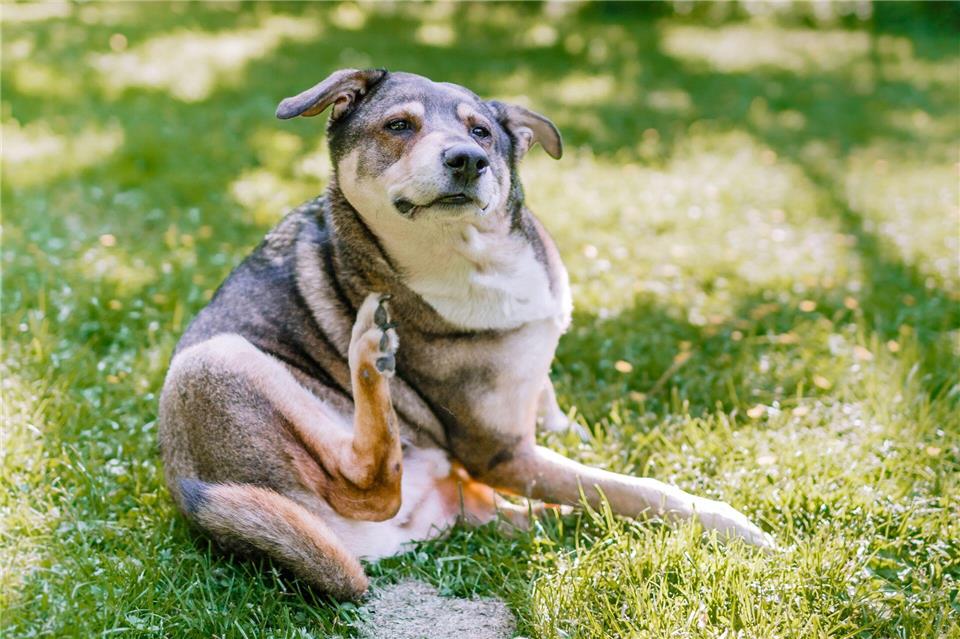 Der Hund kratzt sich unentwegt? Beim Verdacht auf Flöhe sollten Sie zum Tierarzt gehen. Markus Scholz/dpa-tmn