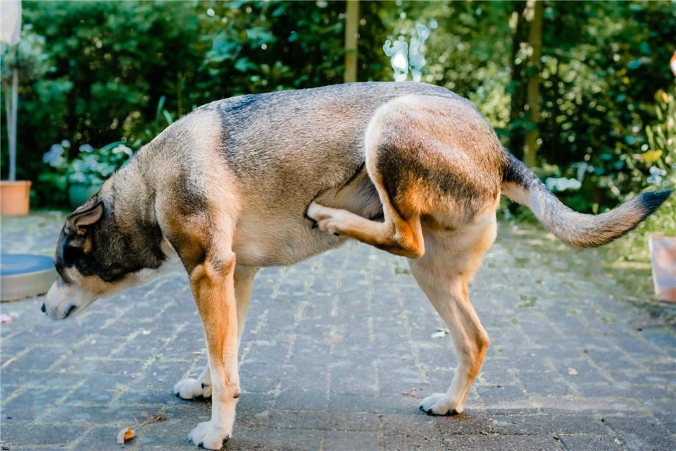 Der Hund kratzt sich unentwegt? Dahinter können Allergien, Entzündungen oder Parasiten stecken.Markus Scholz/dpa-tmn