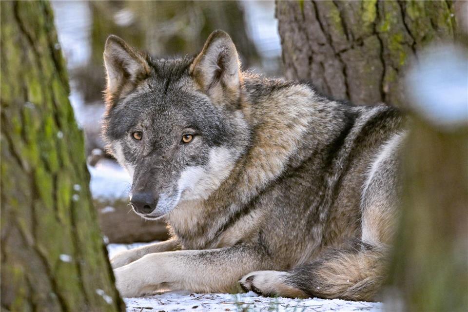 Der Hund stammt vom Wolf ab und begleitet den Menschen schon seit mehr als 15.000 Jahren. (Archivbild)Patrick Pleul/dpa/ZB