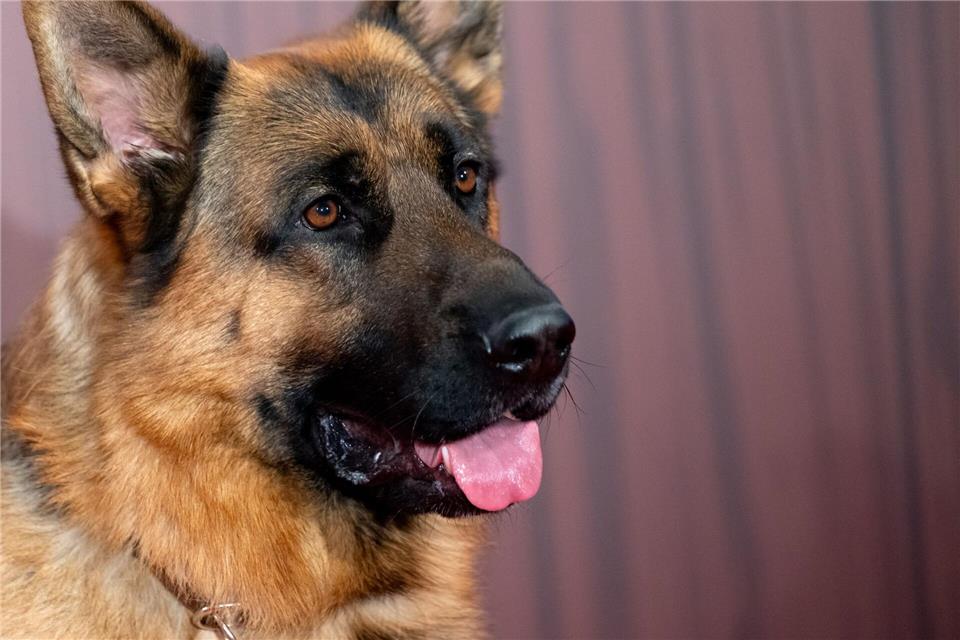 „Der Hund war mein erster Superheld.“Sven Hoppe/dpa