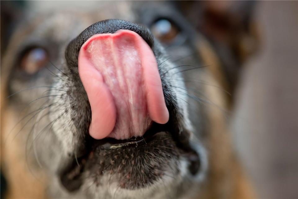 Der Hundefutterhersteller Dog’s Nature warnt vor Salmonellen in zwei seiner Produkte. Sven Hoppe/dpa