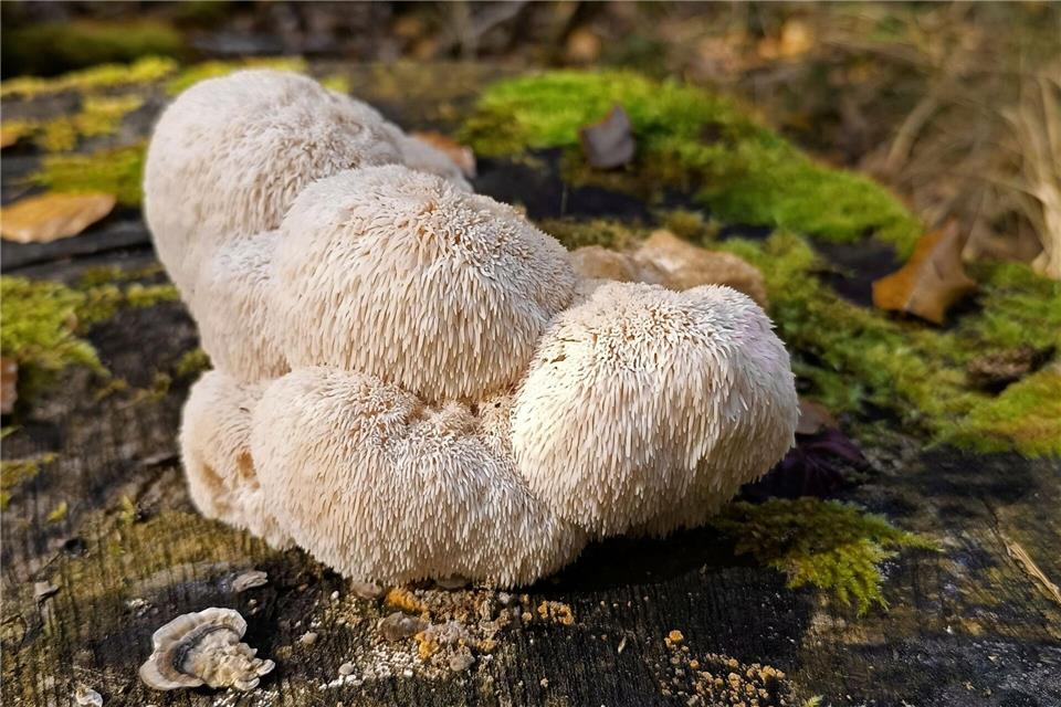 Der Igelstachelbart wird auch Yamabushitake, Löwenmähne, Pom-Pom blanc oder Affenkopfpilz genannt.Detlef Schoenfeld/DGfM/dpa