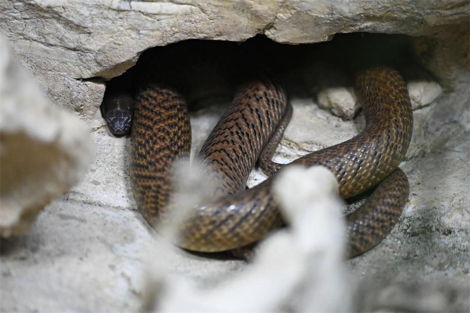 Der Inlandstaipan, eine der giftigsten Schlangen weltweit, gehört zu den neuen Tierarten im Bestand des Aquariums Berlin. Michael Brandt/dpa