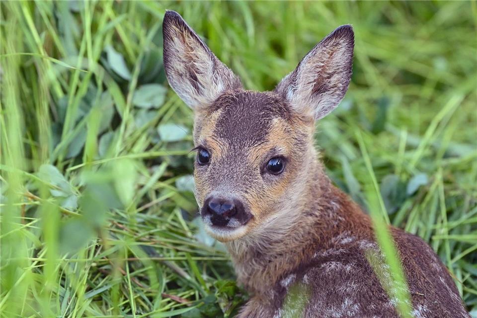Der Jagdpächter kümmerte sich um das tote Tier. (Symbolbild)Patrick Pleul/dpa/dpa-tmn