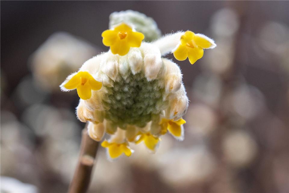 Der Japanische Papierbusch braucht im Garten einen geschützten Platz und eignet sich auch gut als Kübelpflanze.picture alliance / dpa Themendienst