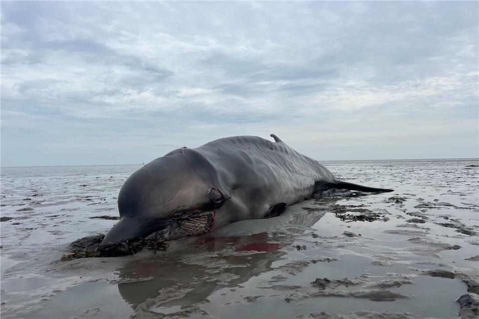 Der Kadaver des auf Sylt erschossenen Wals war an das Institut für Terrestrische und Aquatische Wildtierforschung (ITAW) in Büsum transportiert und dort seziert worden (Archivbild).Lea Albert/dpa