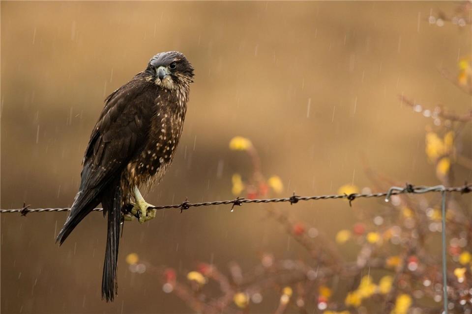 Der Karearea holte sich zum 20. Jubiläum der Abstimmung den ersten Platz.Craig McKenzie/Forest and Bird/dpa