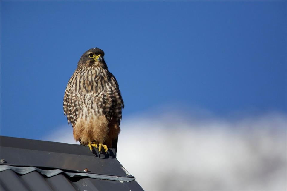 Flitzer mit Krone: Karearea ist Neuseelands Vogel des Jahres Der Karearea ist Neuseelands einziger Falke.Luc Hoogenstein/Forest and Bird/dpa